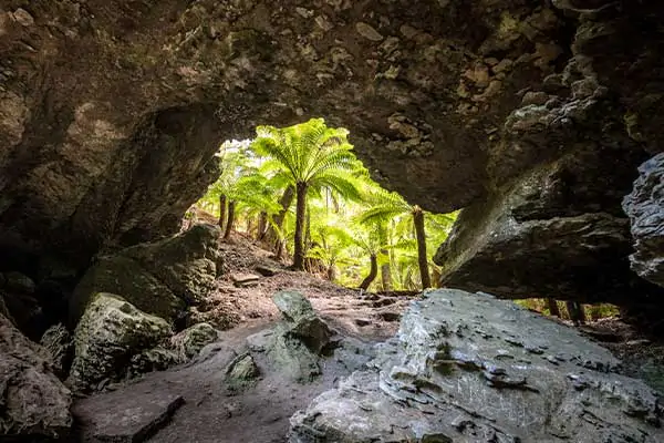 The Tarkine